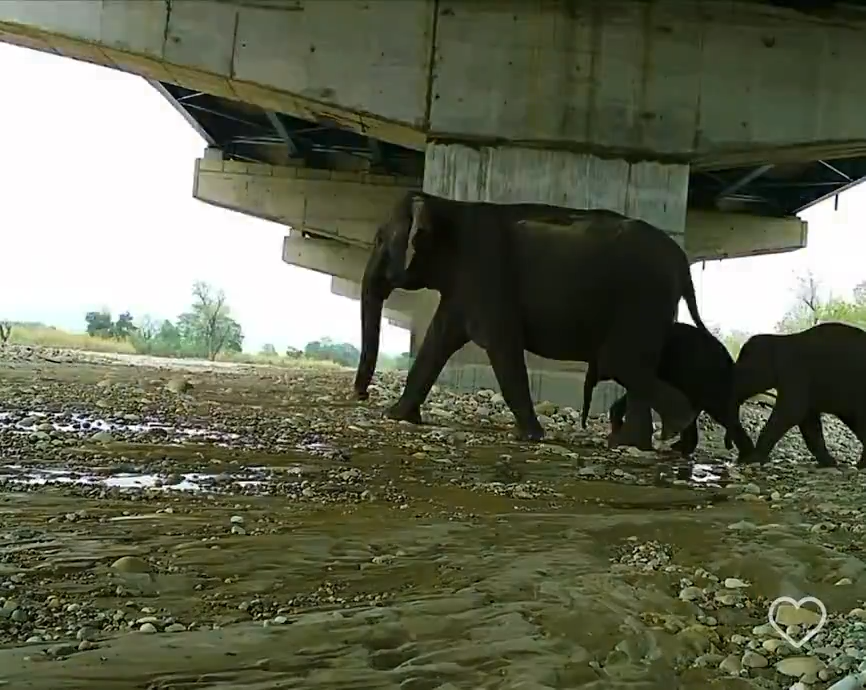 Wildlife crossing infrastructure
